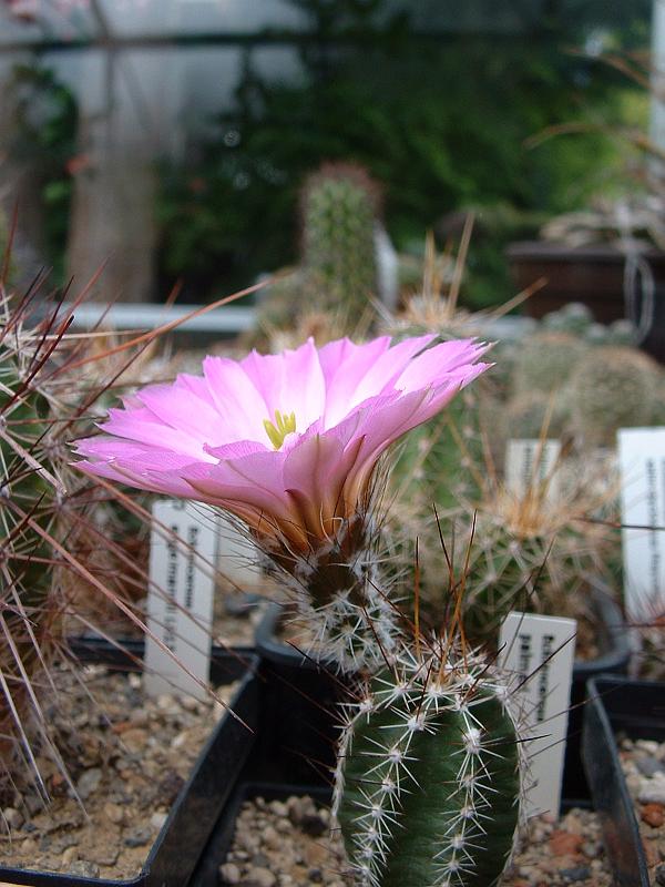 Echinocereus palmeri_1.JPG